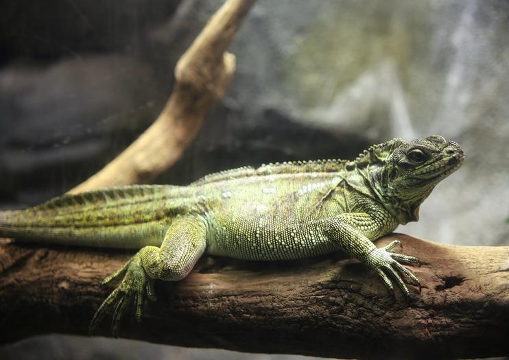 Zaragoza Aquarium (Acuario de Zaragoza)